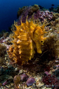 Ippocampo giallo by Marco Gargiulo 